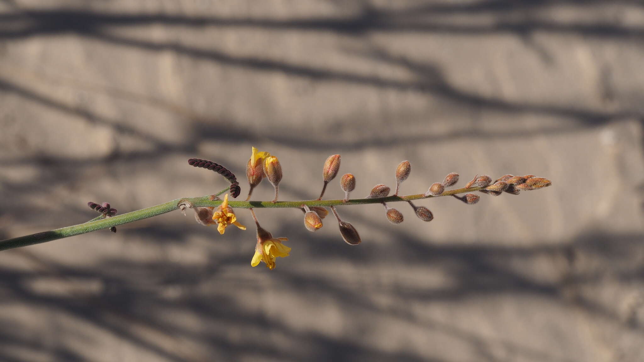 Plancia ëd Hoffmannseggia microphylla Torr.