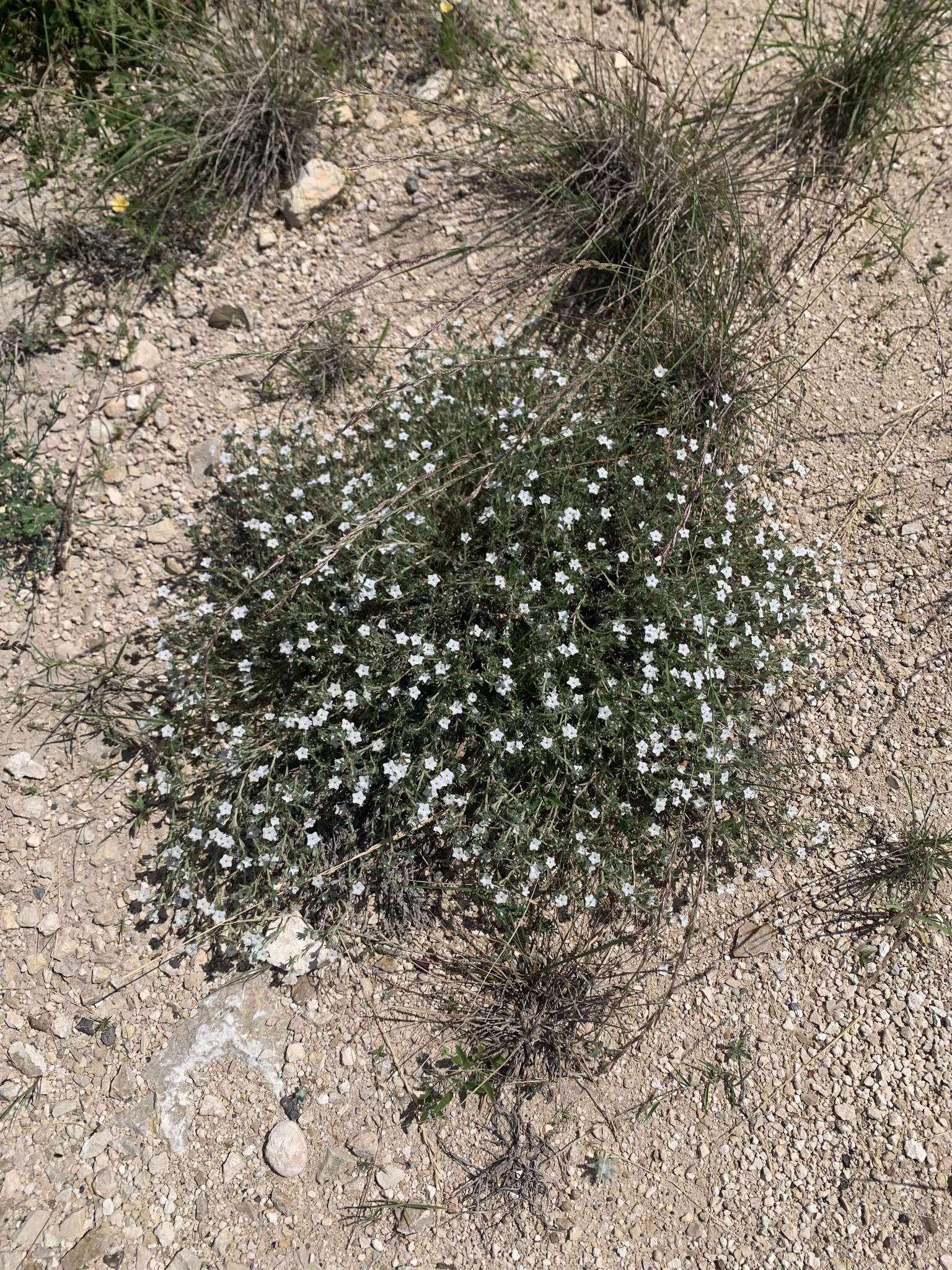 Euploca confertifolia (Torr.) Feuillet & Halse resmi