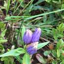 Image of narrowleaf gentian