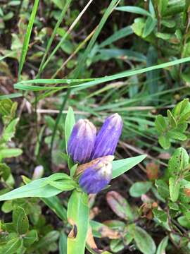 Imagem de Gentiana linearis Froel.