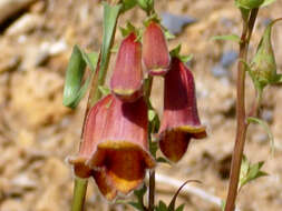 Imagem de Digitalis obscura L.