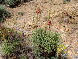 Imagem de Digitalis obscura L.