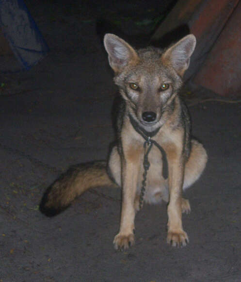 Image of Brasilian Fox