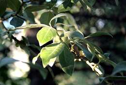 Image of goat willow