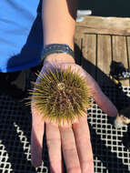 Image of green sea urchin