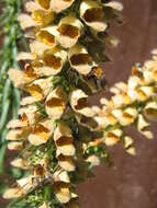 Слика од Digitalis ferruginea L.