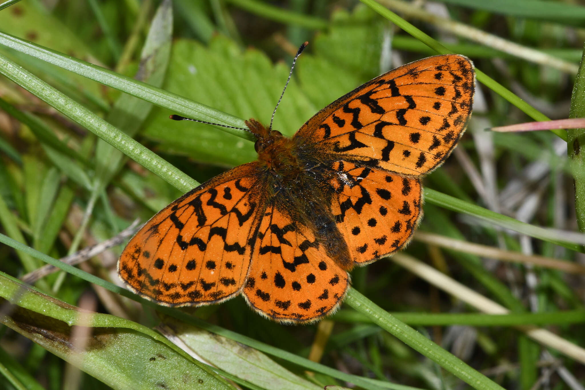 Image of Boloria epithore chermocki Perking & Perkins 1966