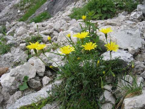 Слика од Leontodon hispidus L.