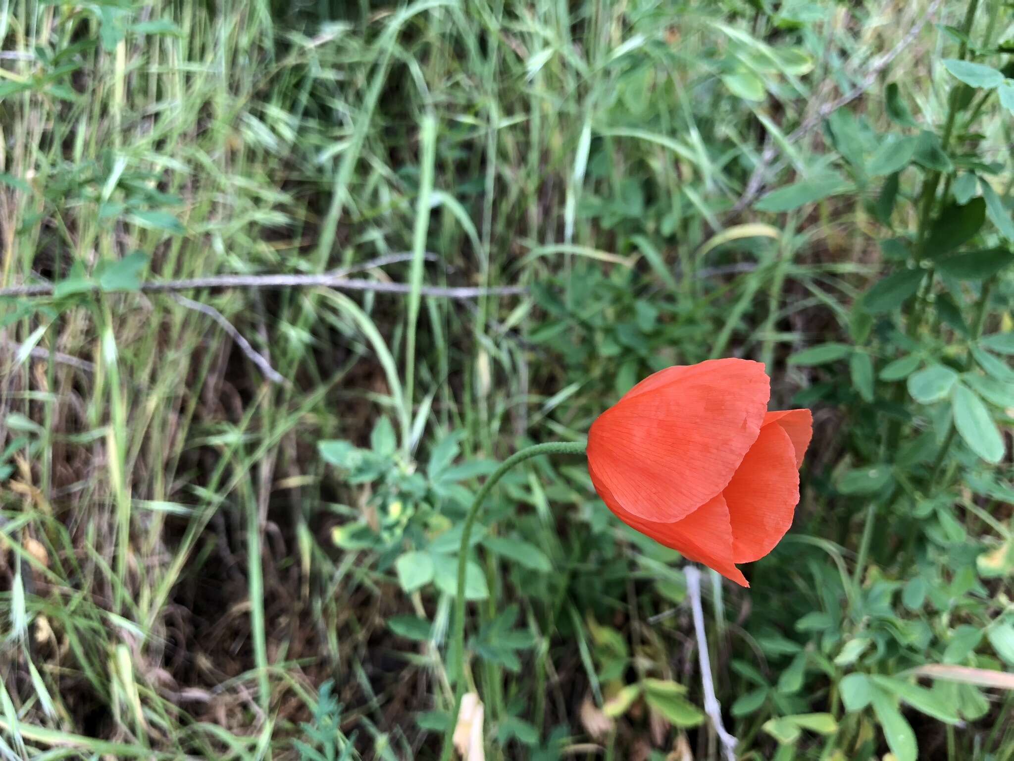 Image of Long-headed Poppy