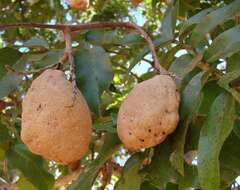 Image of Baru tree