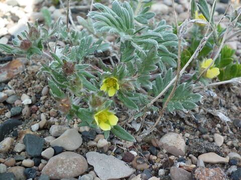 Слика од Potentilla pulchella R. Br.