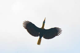 Image of Knobbed Hornbill