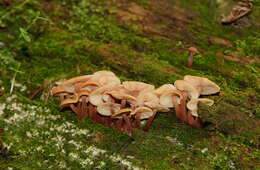 Image of Collybia eucalyptorum Cleland 1931