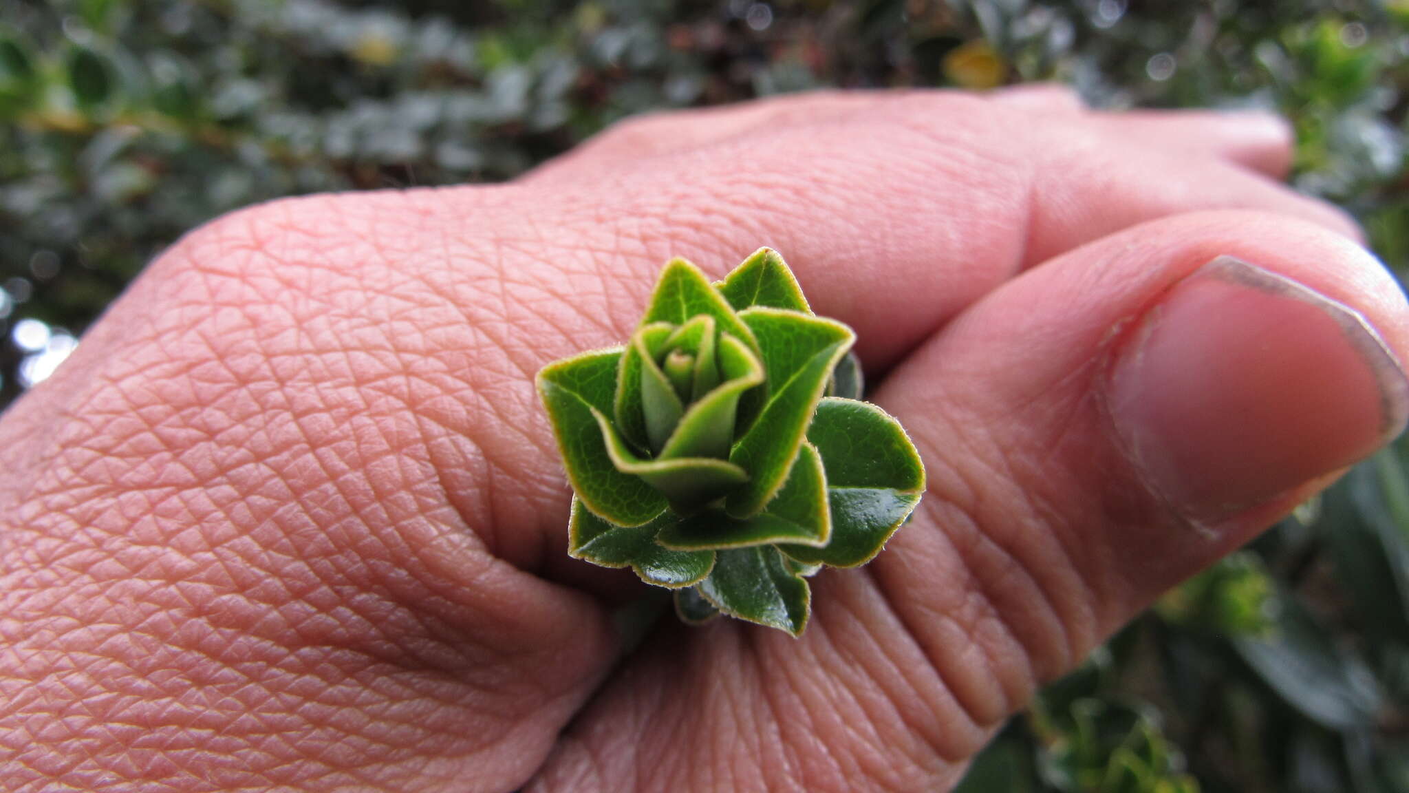 Image of Myrsine dependens (Ruiz & Pav.) Sprengel