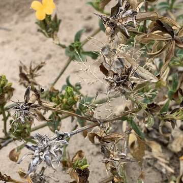 Image of Barleria senensis Klotzsch