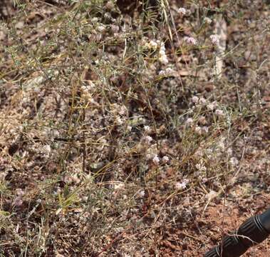 Слика од Ptilotus corymbosus R. Br.