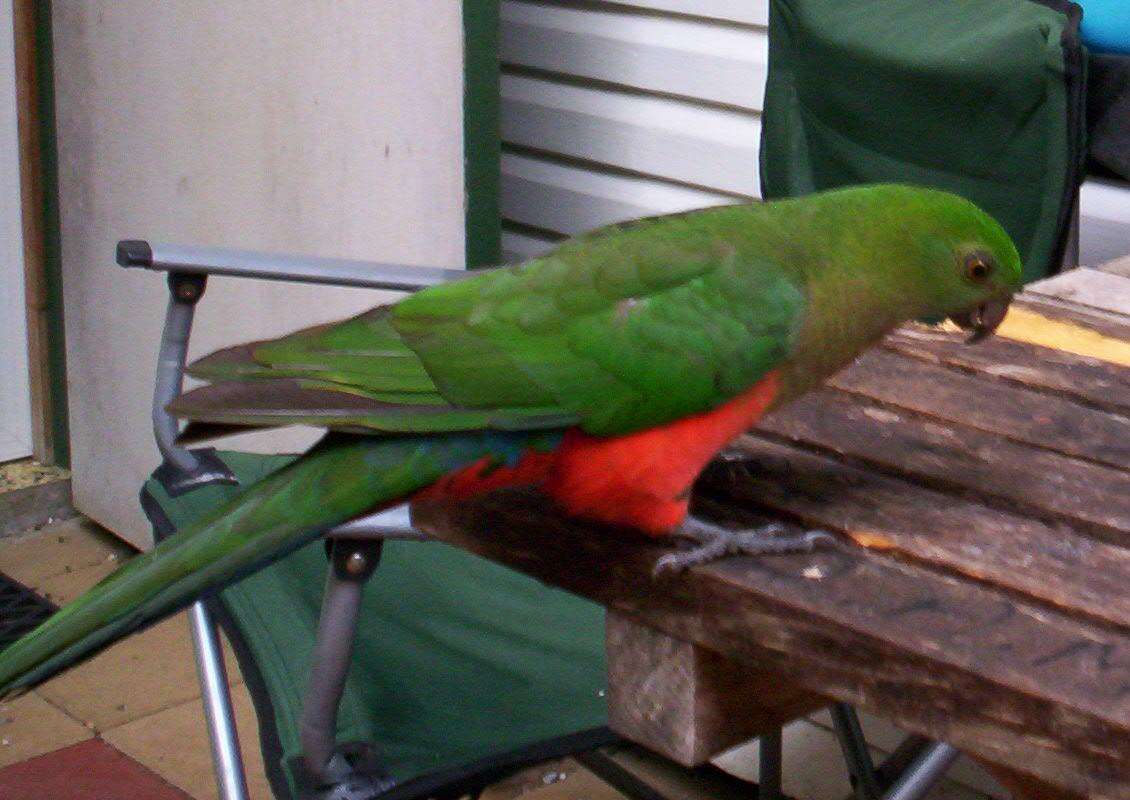 Image of Australian King Parrot