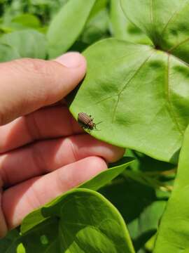 Image of Skeletonizing leaf beetle