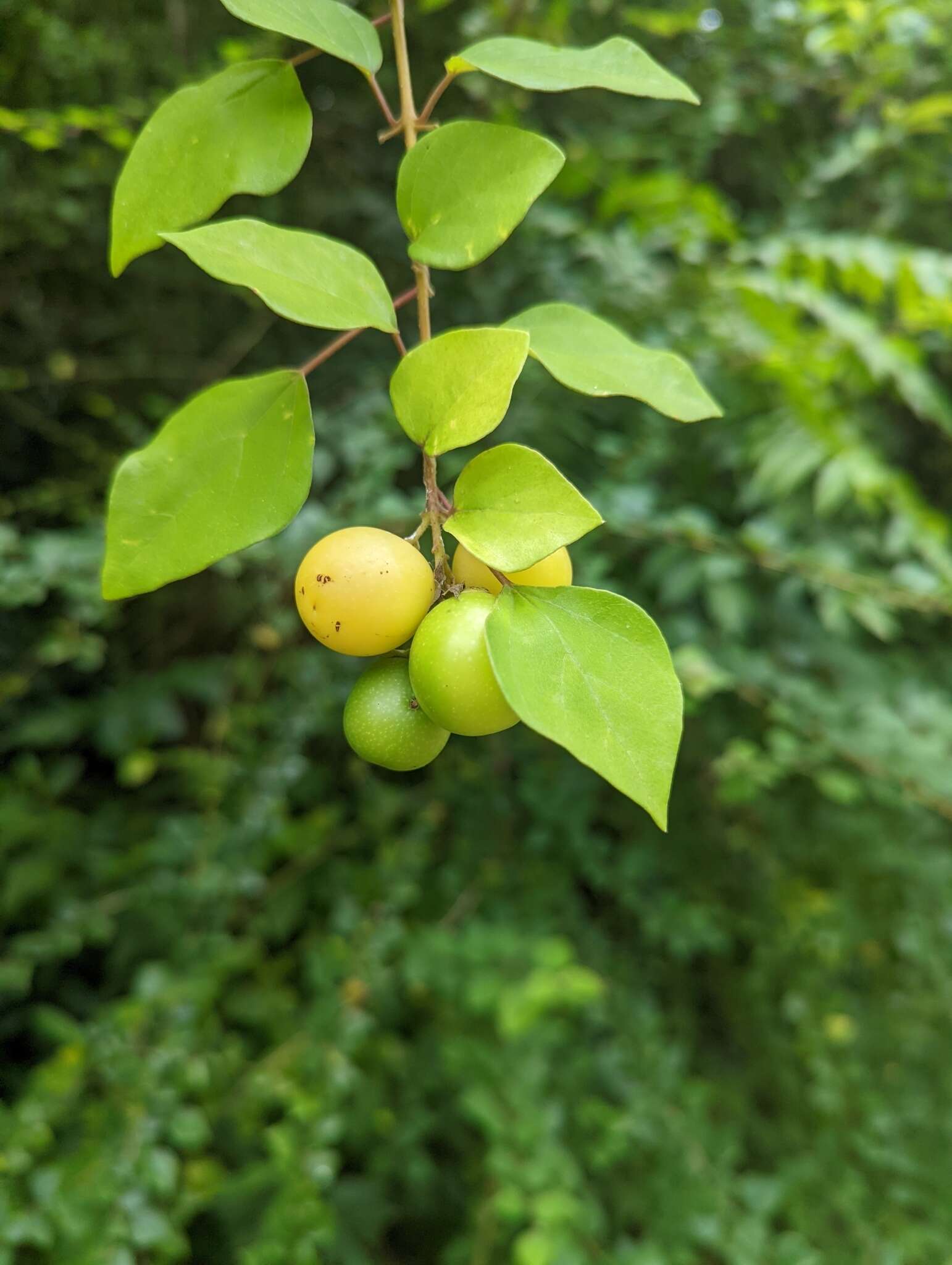 Image de Gmelina asiatica L.