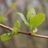 Image of Pterostyrax hispidus Sieb. & Zucc.