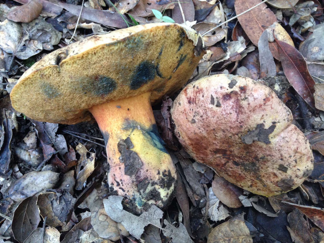 Image of Liver Bolete