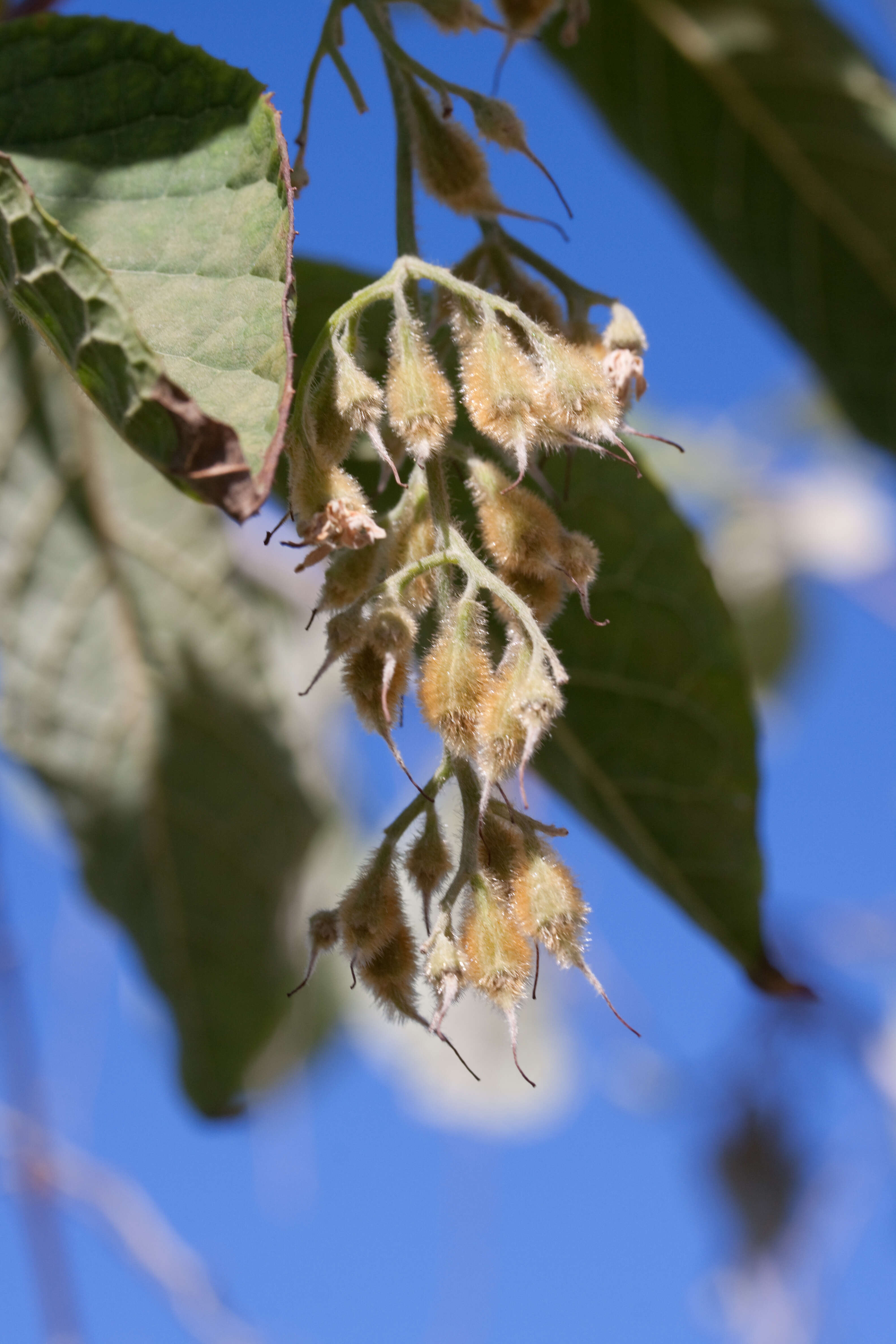 Image of Pterostyrax hispidus Sieb. & Zucc.