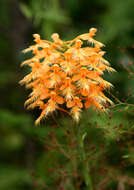 Image of Yellow fringed orchid