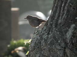 Image of Black Redstart