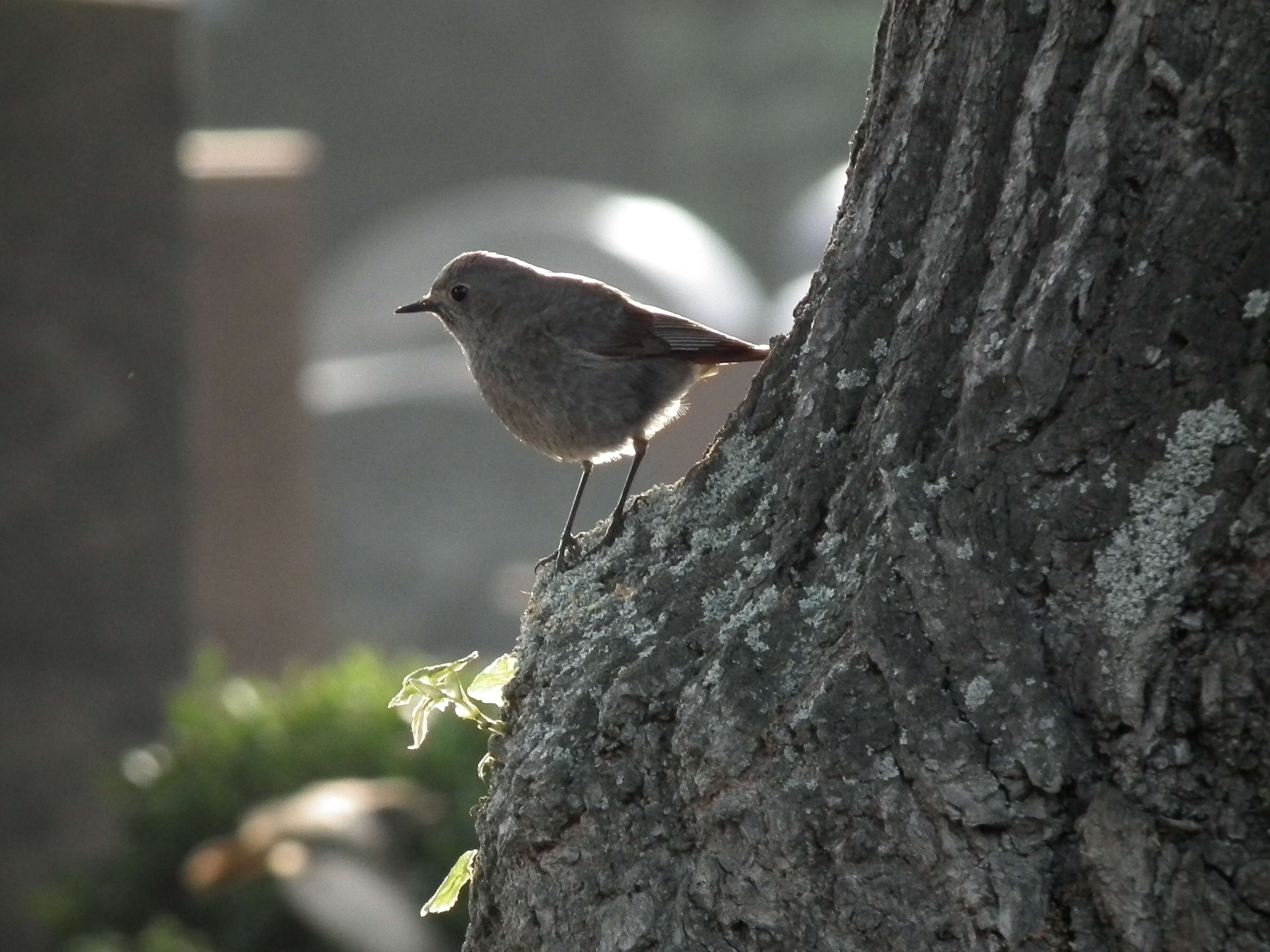 Image of Black Redstart