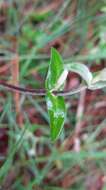 صورة Stellaria vestita Kurz