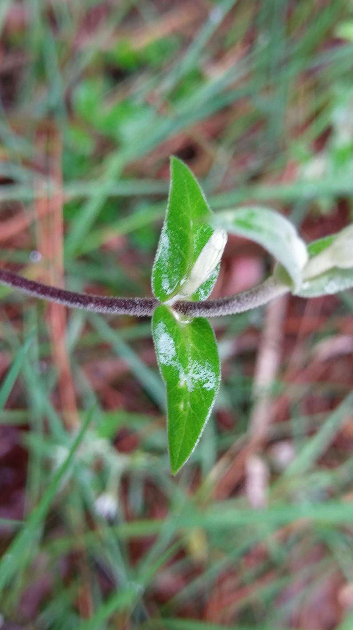 صورة Stellaria vestita Kurz