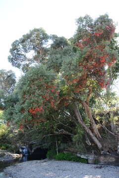 Image of Olinia emarginata Burtt Davy