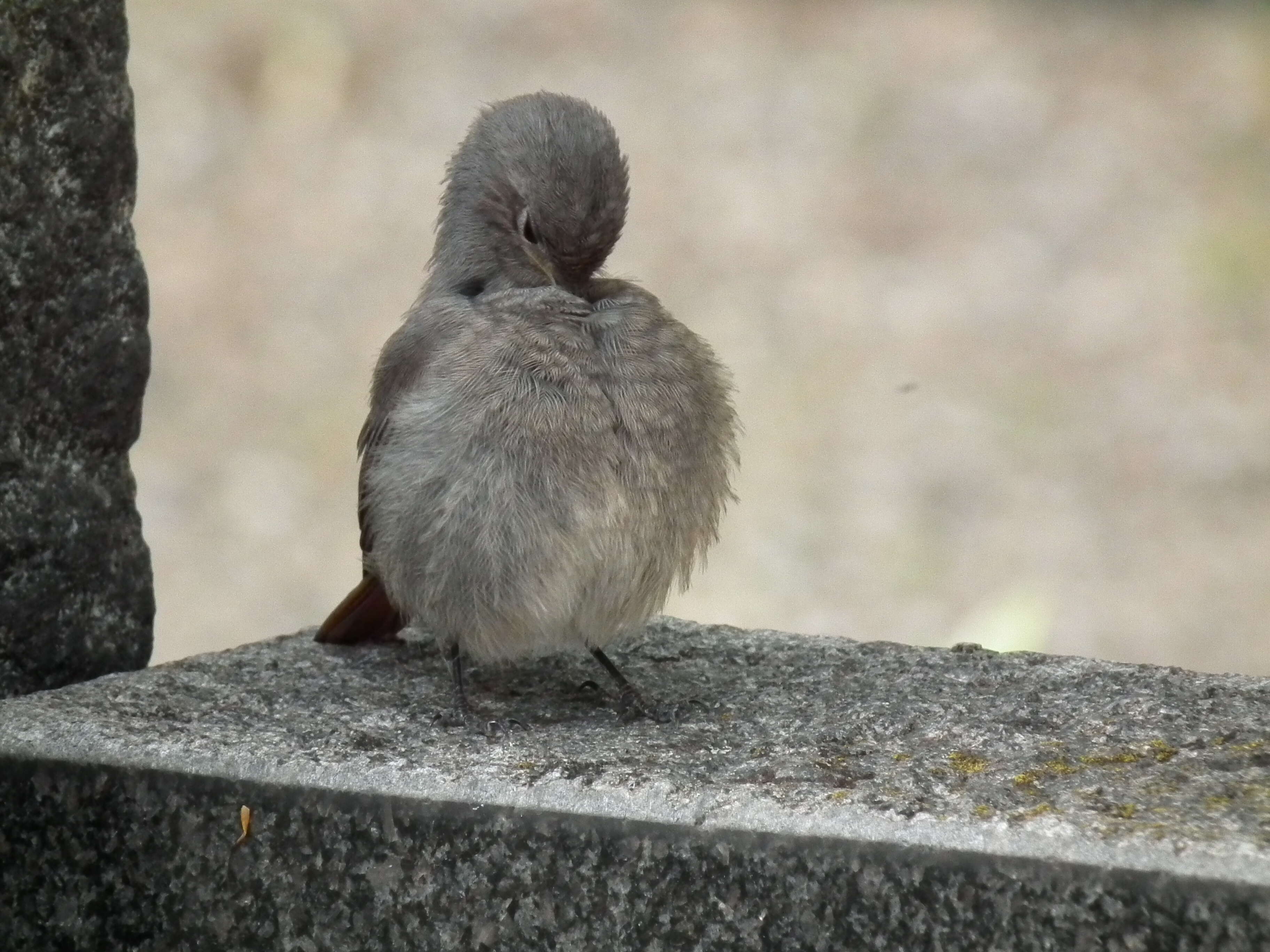 Image of Black Redstart