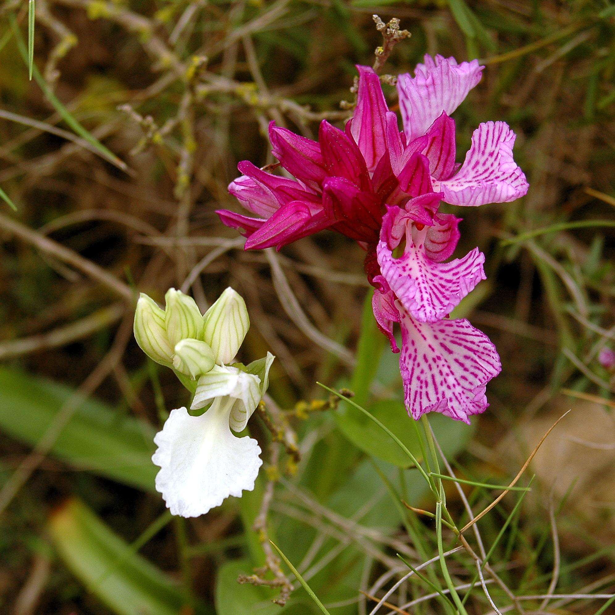 Image of Butterfly orchid