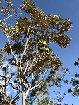 Imagem de Schefflera macrocarpa (Cham. & Schltdl.) Frodin