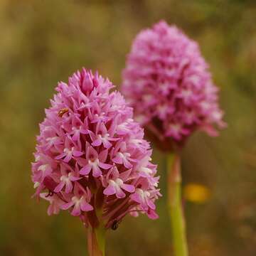 صورة Anacamptis pyramidalis (L.) Rich.