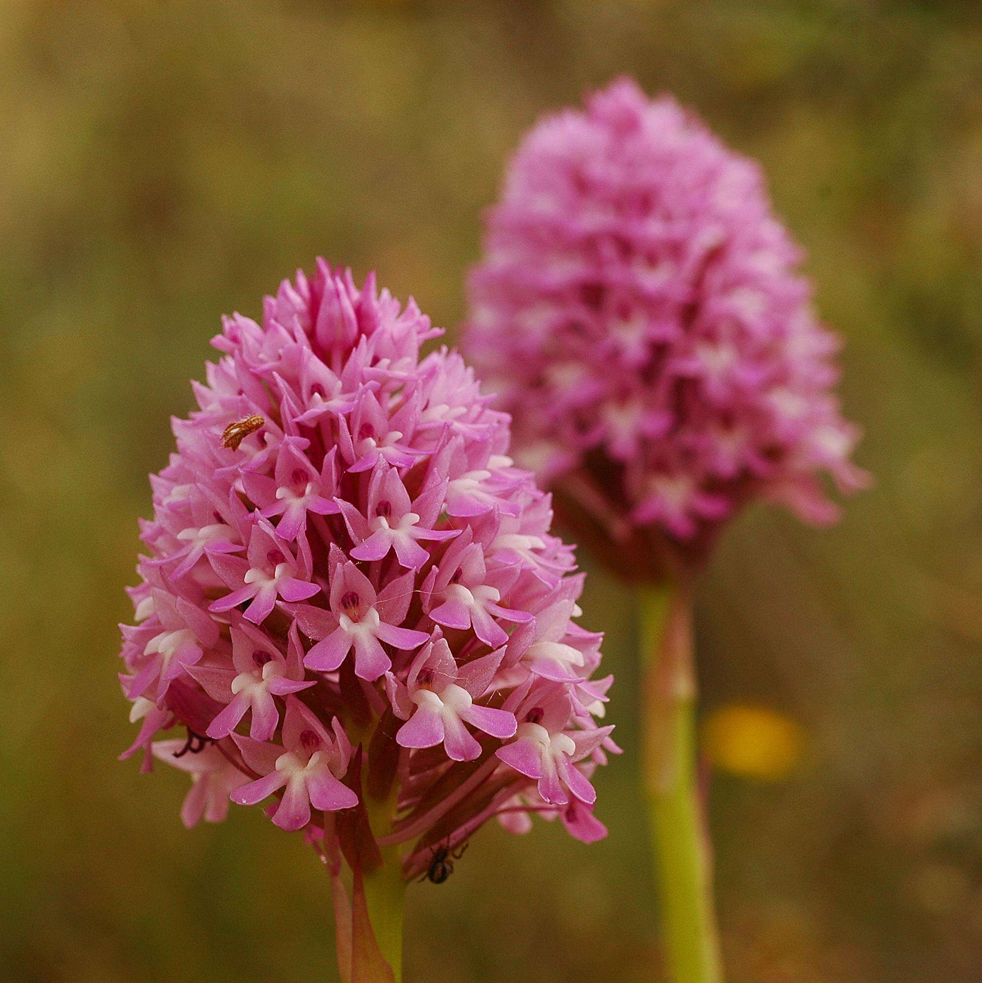 Image of Pyramidal orchid