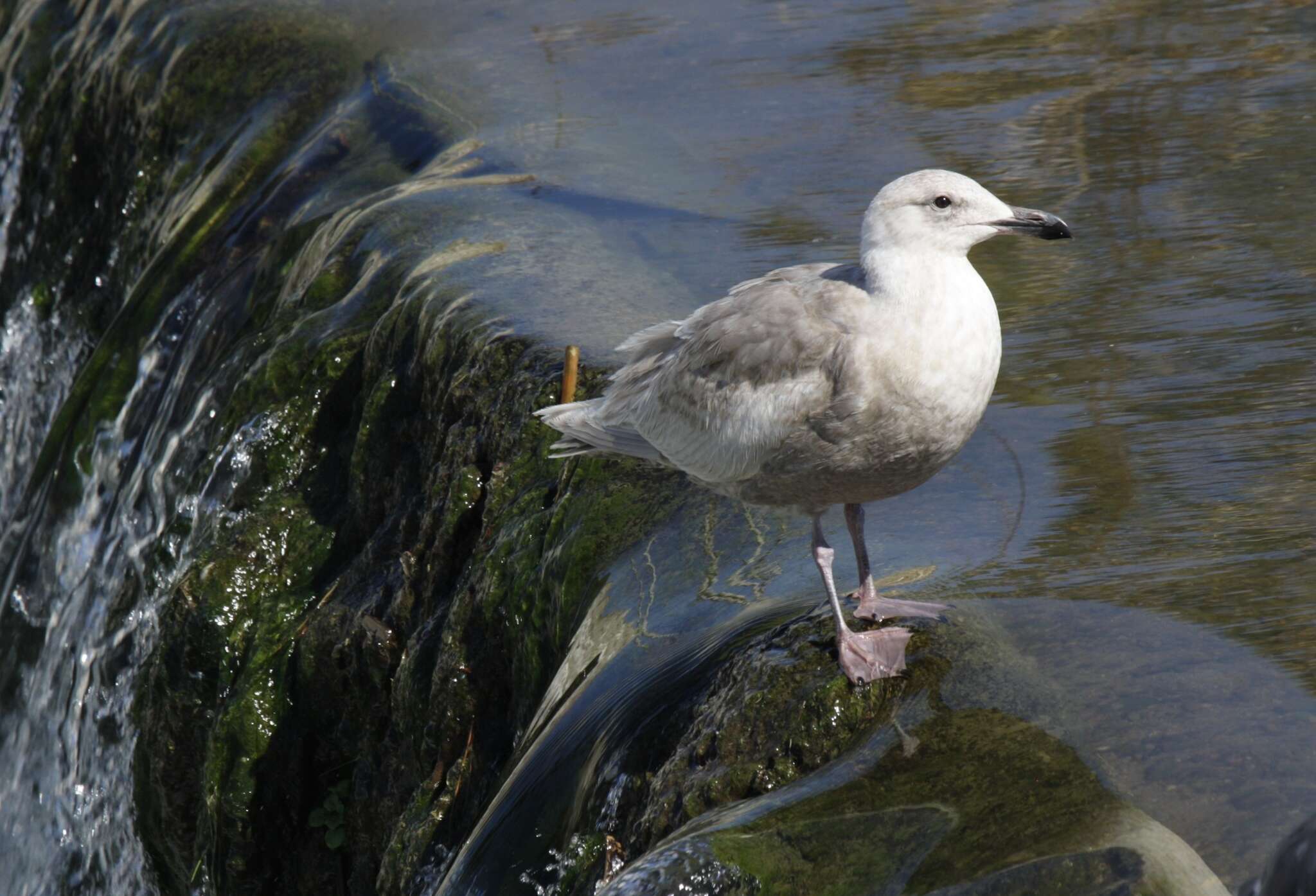 Image of Glaucous-winged Gull