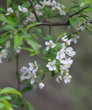 Image of Manchurian crab apple