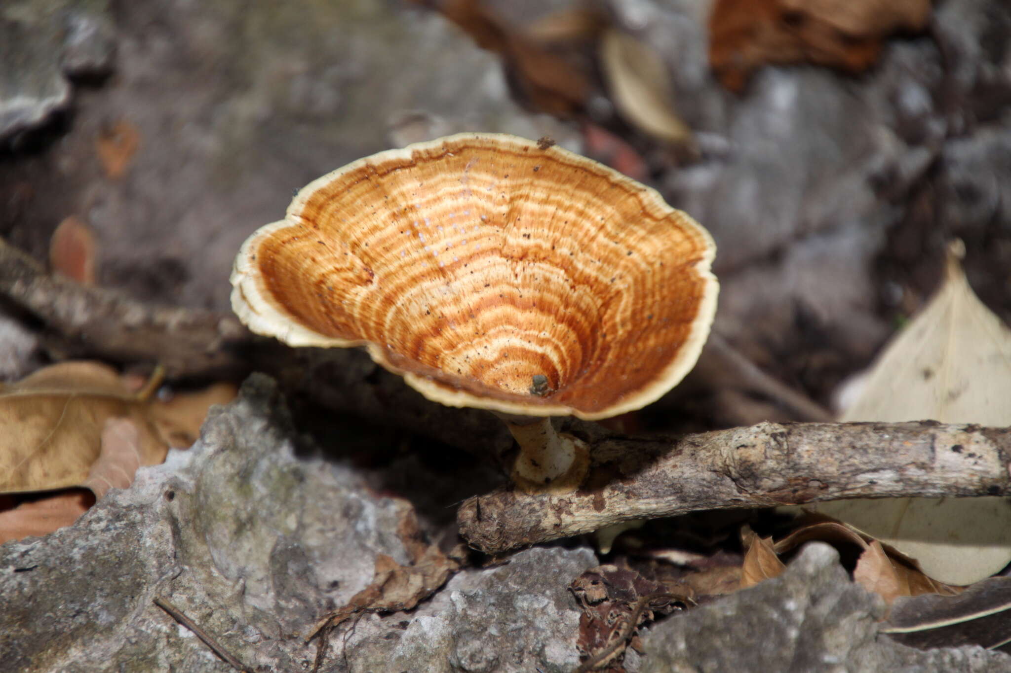 Image de Microporus xanthopus (Fr.) Kuntze 1898