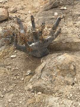 Image of Commiphora saxicola Engl.