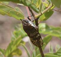 Image of Ioba leopardina (Distant 1881)