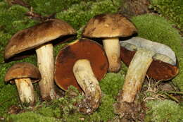 Boletus vermiculosoides A. H. Sm. & Thiers 1971的圖片