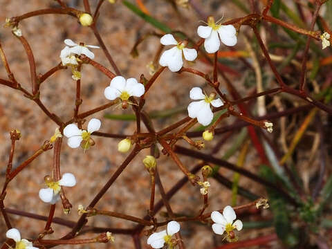 Stylidium divaricatum Sond. resmi