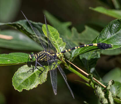 Image of Merogomphus pavici Martin 1904