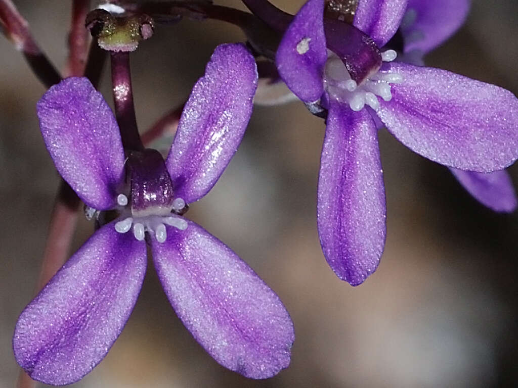 Sivun Stylidium kuva