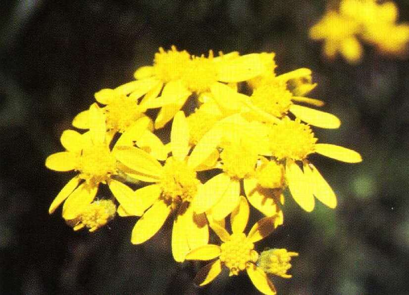 Image of water ragwort