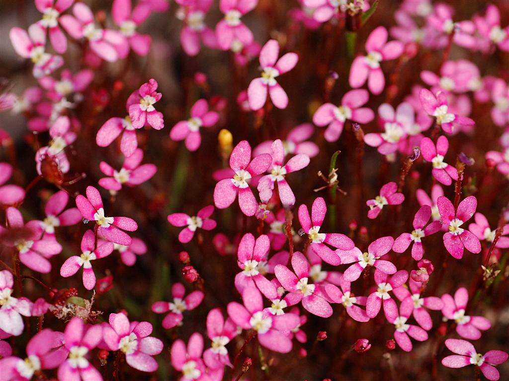 Sivun Stylidium kuva