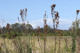 Слика од Tagetes minuta L.