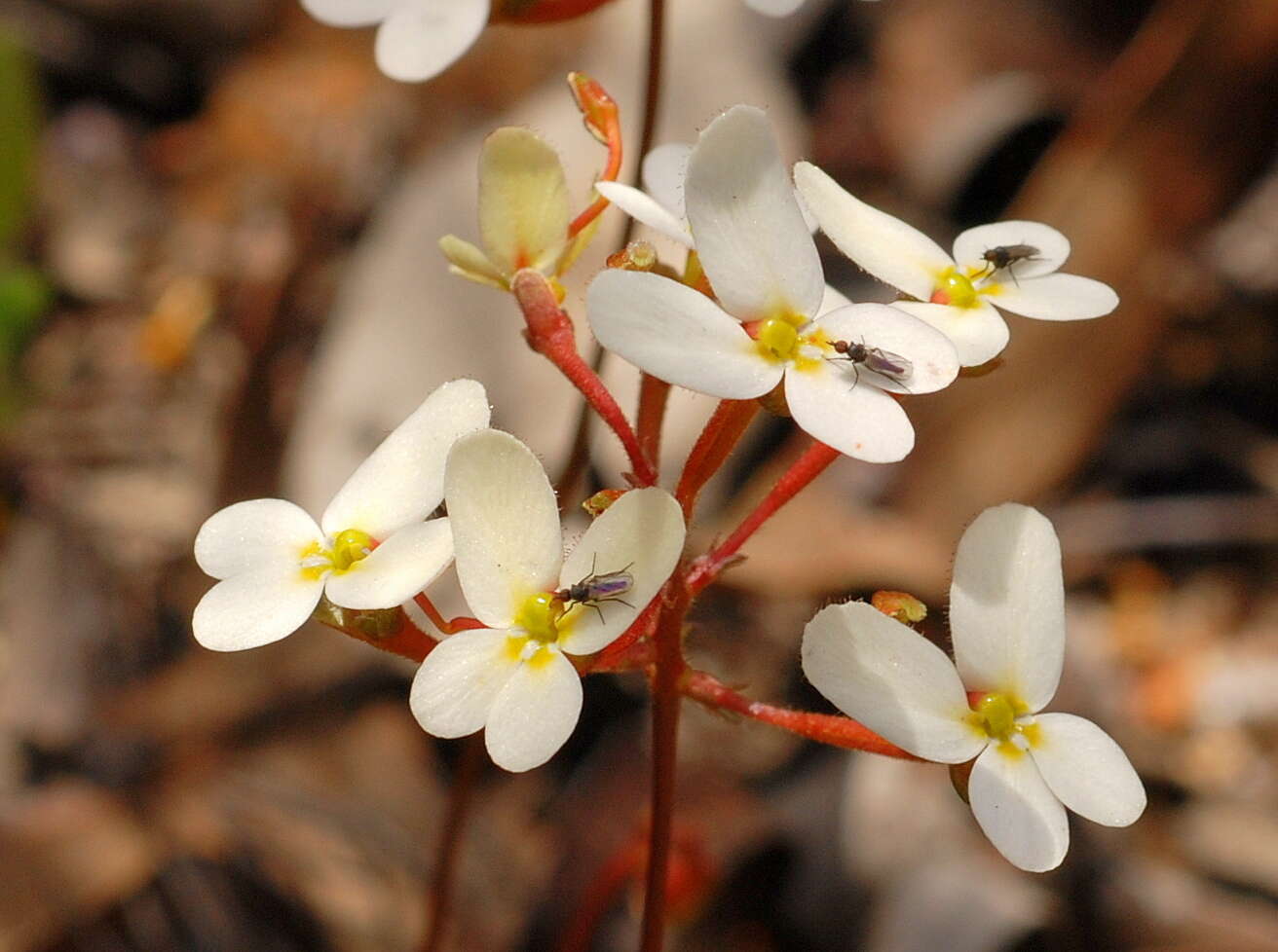 Sivun Stylidium kuva